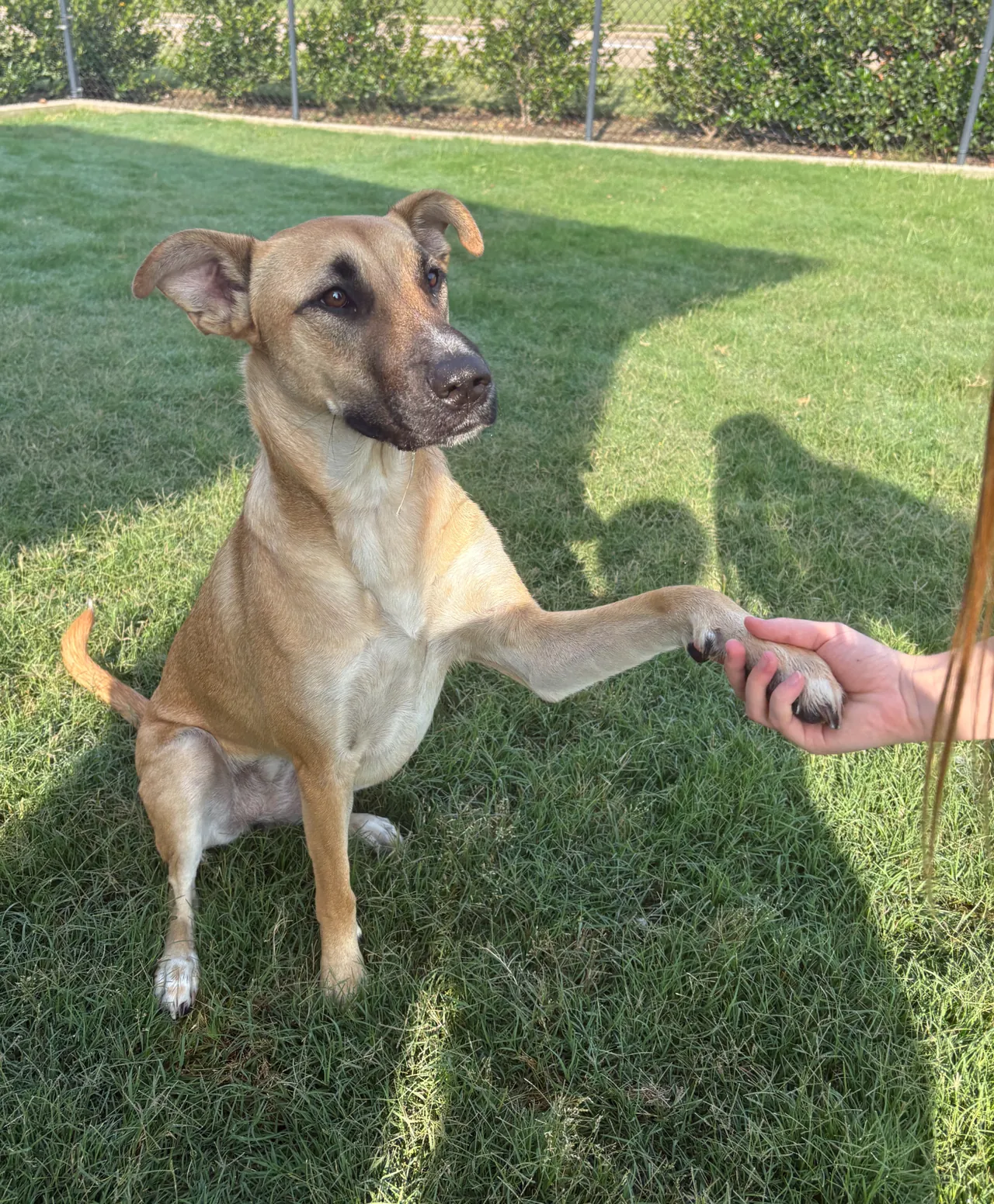 Tan shepherd mix offering a paw to a handler on a sunny lawn
