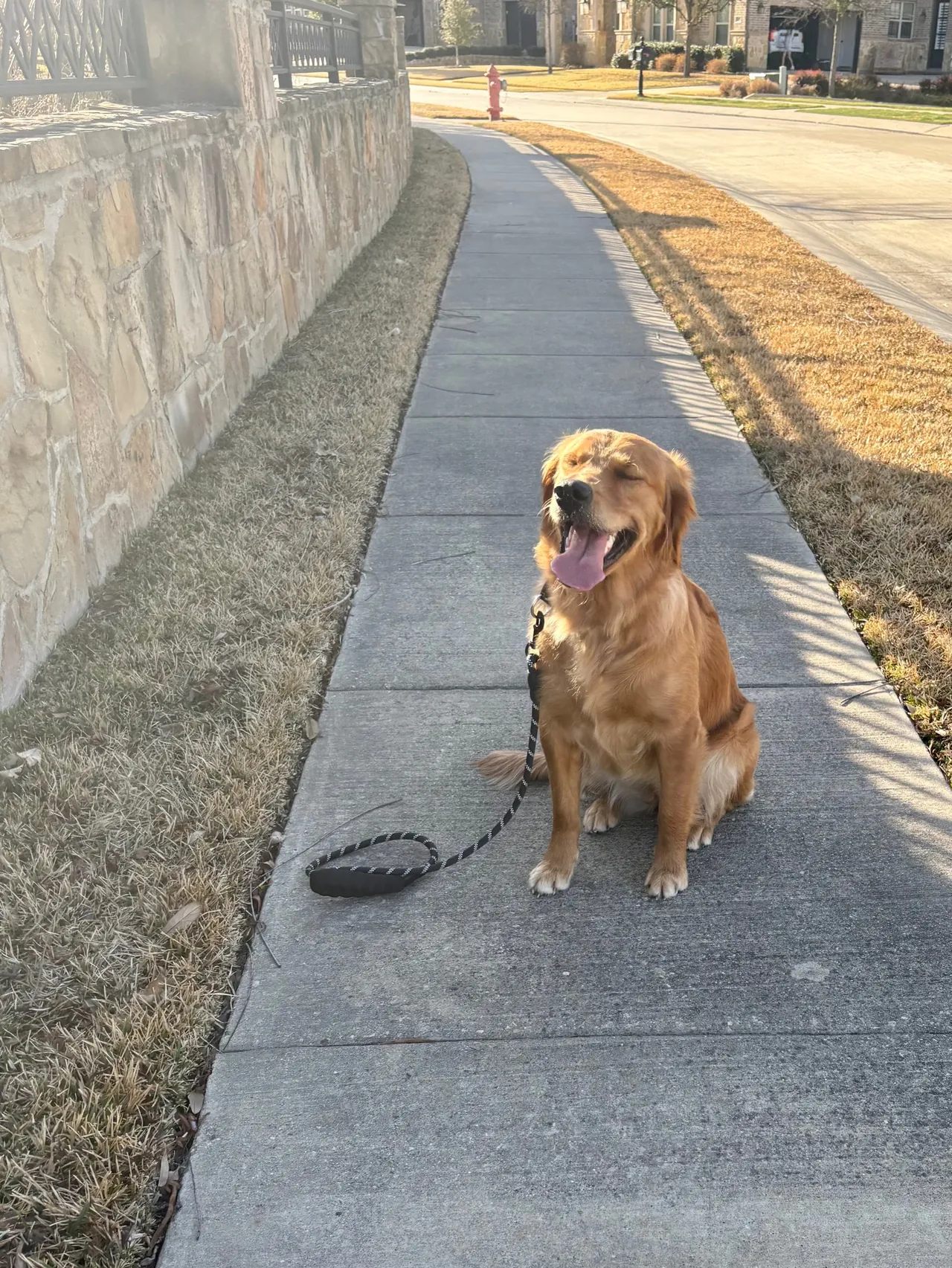 Golden retriever sitting calmly on leash on a neighborhood sidewalk