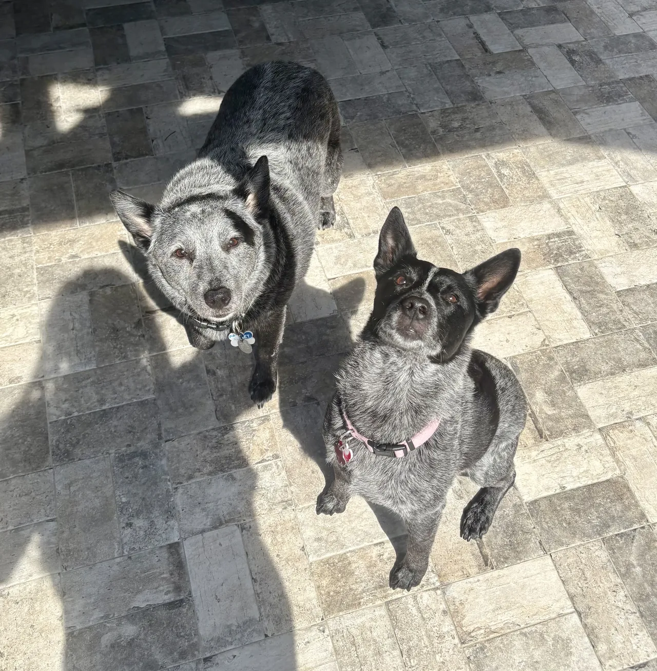 Two blue heelers looking up from a stone patio at home
